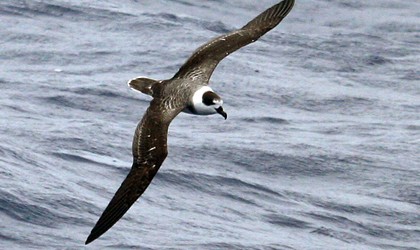 Storm Petrel